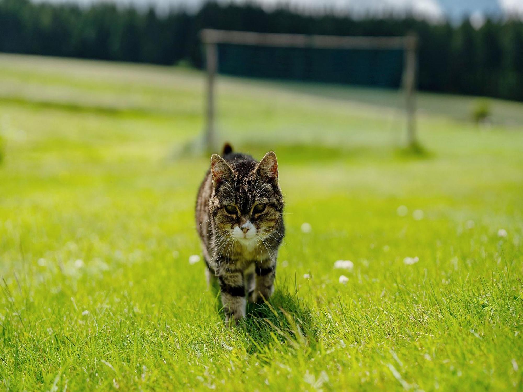 Ferienwohnung Duffner Schonach im Schwarzwald 外观 照片
